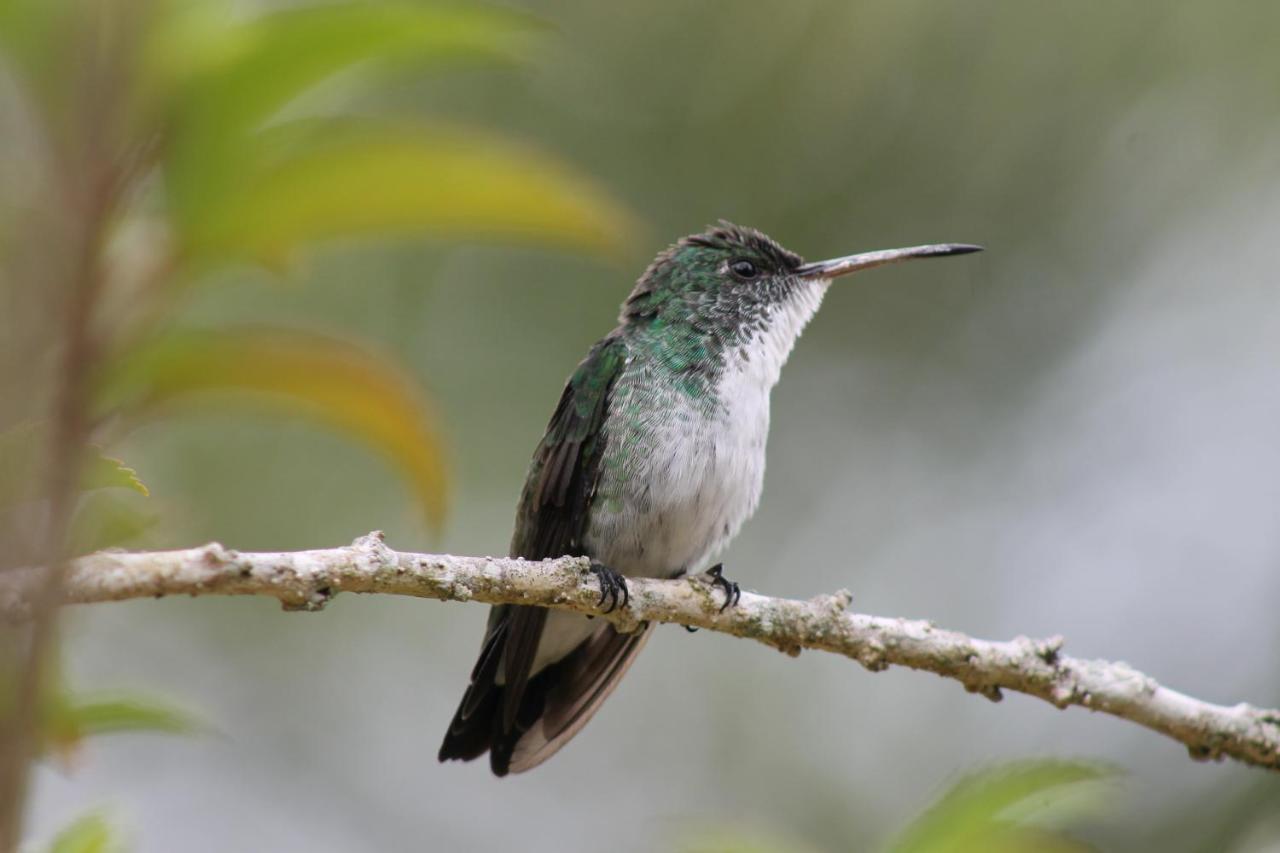Pousada Colibri مورو دي ساو باولو المظهر الخارجي الصورة